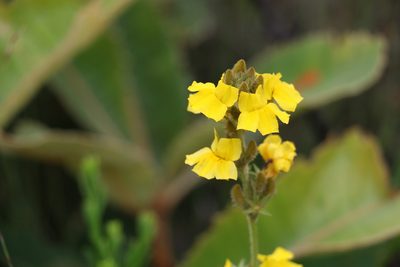 Goodenia stelligera, photographed by Greg Tasney