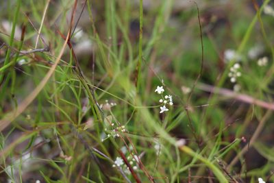 Platysace linearifolia, photographed by Greg Tasney