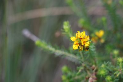Phyllota phylicoides, photographed by Greg Tasney