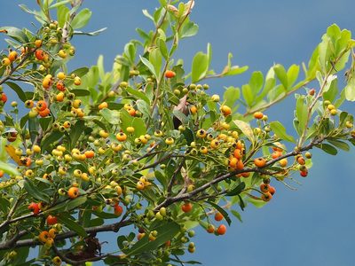 Pyracantha koidzumii, photographed by 葉子
