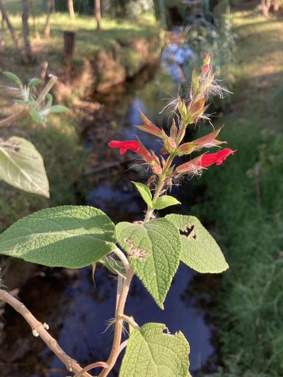 Salvia karwinskii, photographed by Neptalí Ramírez Marcial