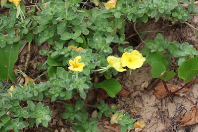 Oenothera drummondii, photographed by Greg Tasney
