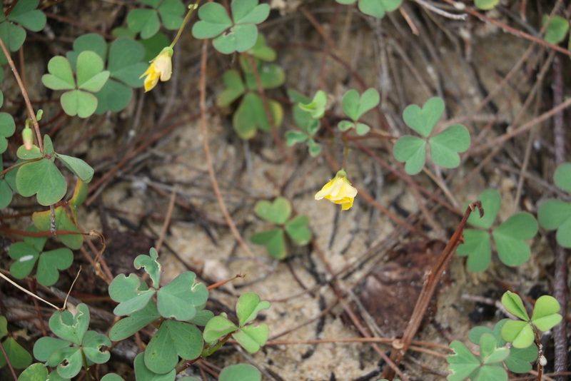 Oxalis rubens, photographed by Greg Tasney