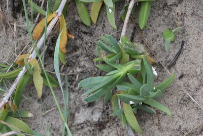 Carpobrotus glaucescens, photographed by Greg Tasney