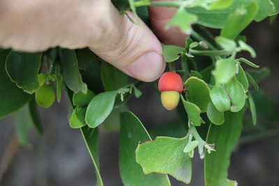 Exocarpos latifolius, photographed by Greg Tasney