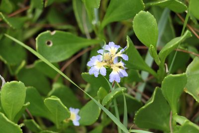 Scaevola calendulacea, photographed by Greg Tasney