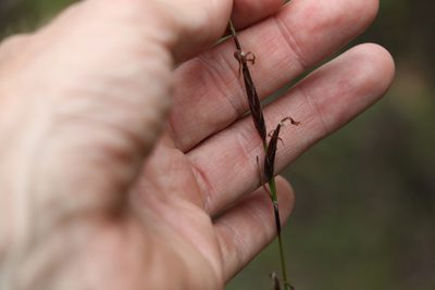 Schoenus calostachyus, photographed by Greg Tasney