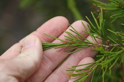 Melaleuca nodosa, photographed by Greg Tasney