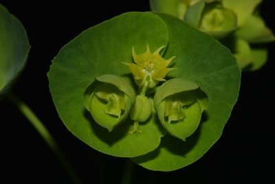 Euphorbia commutata, photographed by Brian Finzel