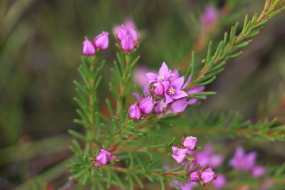 Boronia falcifolia, photographed by Greg Tasney