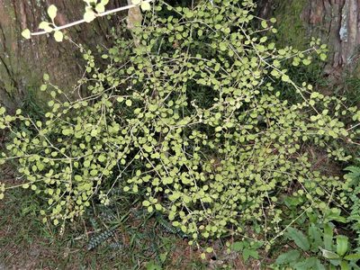 Coprosma areolata, photographed by Grey Smith