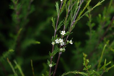 Baeckea frutescens, photographed by Greg Tasney