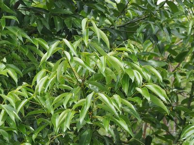 Cinnamomum burmanni, photographed by 葉子