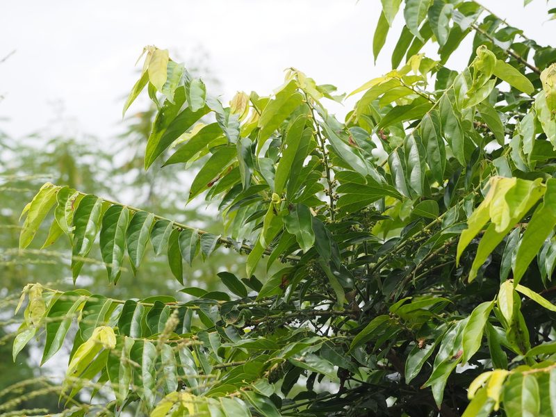 Glochidion lanceolatum, photographed by 葉子