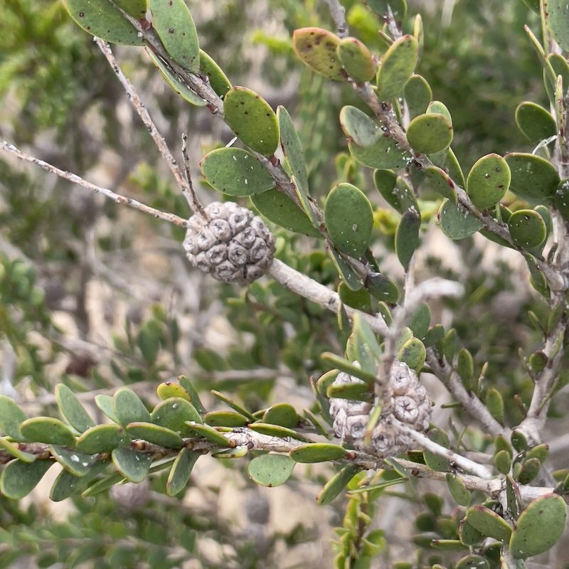 Melaleuca nesophila, photographed by Bill Levine