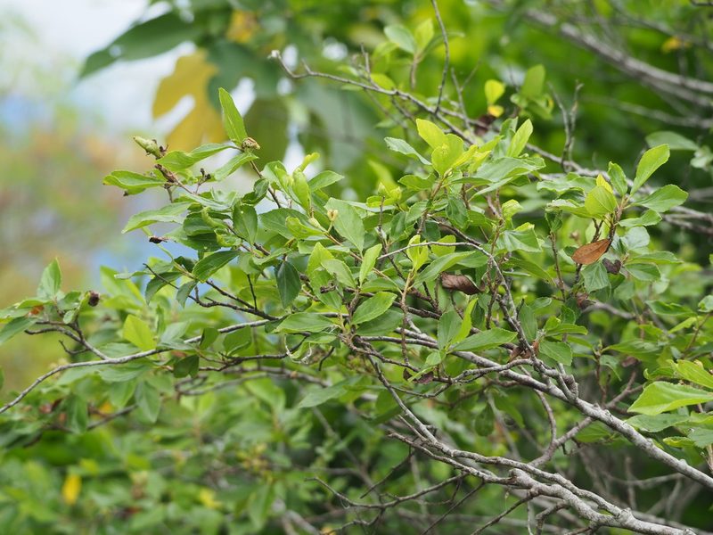 Grewia rhombifolia, photographed by 葉子