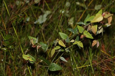 Bossiaea formosa, photographed by Greg Tasney