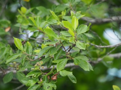 Grewia rhombifolia, photographed by 葉子