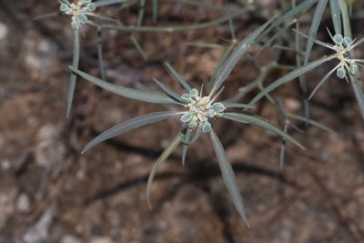 Euphorbia eriantha, photographed by Brian Finzel