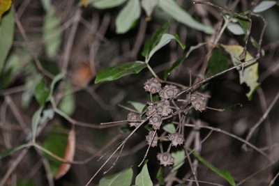 Syncarpia glomulifera, photographed by Greg Tasney