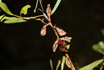 Hakea florulenta, photographed by Greg Tasney
