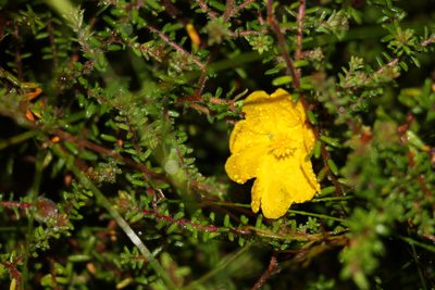 Hibbertia vestita, photographed by Greg Tasney