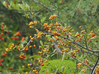 Pyracantha koidzumii, photographed by 葉子