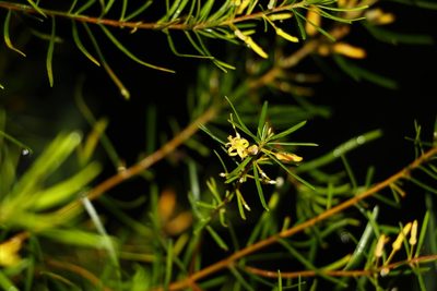 Persoonia virgata, photographed by Greg Tasney