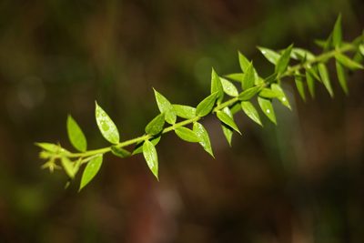 Daviesia umbellulata, photographed by Greg Tasney