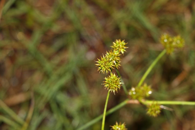Sparganium subglobosum, photographed by Greg Tasney
