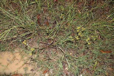Sparganium subglobosum, photographed by Greg Tasney