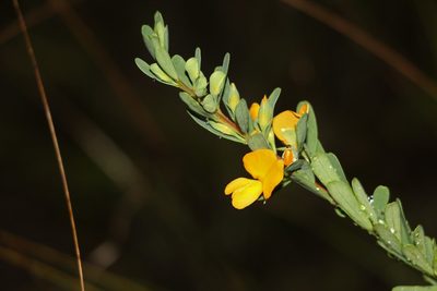 Pultenaea euchila, photographed by Greg Tasney