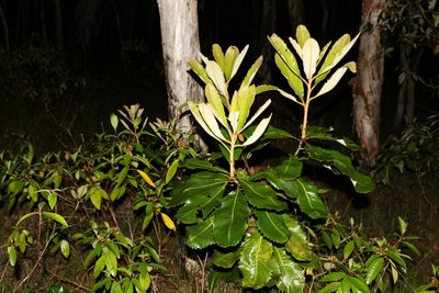 Banksia robur, photographed by Greg Tasney