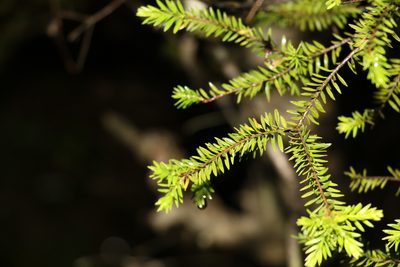 Melaleuca sieberi, photographed by Greg Tasney