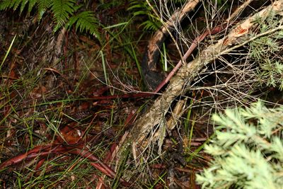 Melaleuca linariifolia, photographed by Greg Tasney