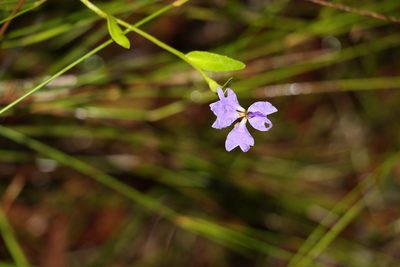Dampiera stricta, photographed by Greg Tasney