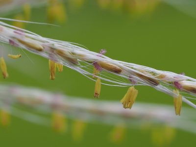 Saccharum spontaneum, photographed by 葉子