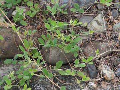 Cajanus scarabaeoides, photographed by 葉子