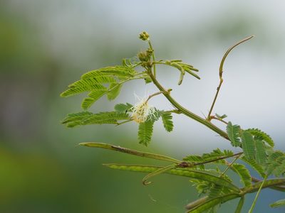 Desmanthus virgatus, photographed by 葉子