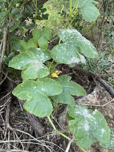 Cucurbita maxima, photographed by Luke Padon