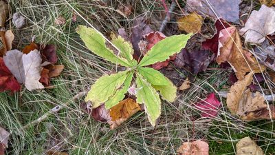 Oclemena acuminata, photographed by alicia penney