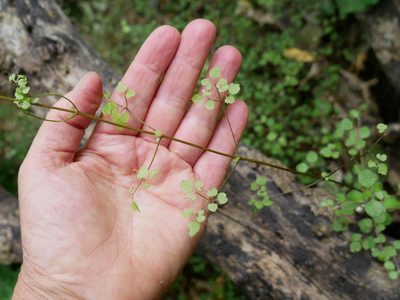 Clematis foetida, photographed by Alice Shanks