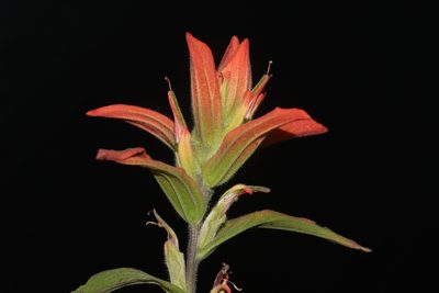 Castilleja nelsonii, photographed by Brian Finzel