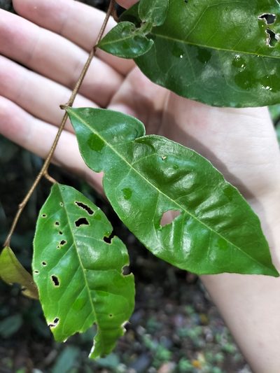 Elaeagnus triflora, photographed by Matthew Borella