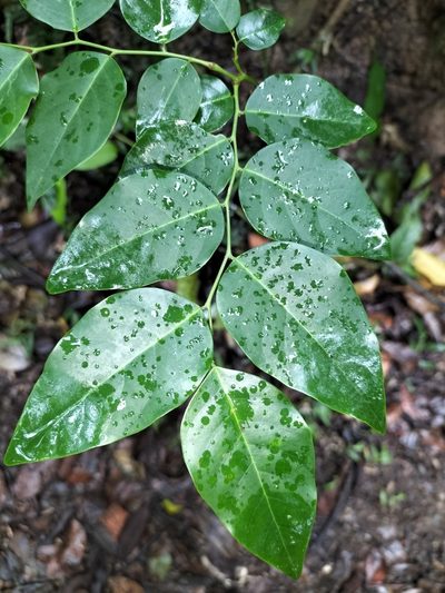 Breynia cernua, photographed by Matthew Borella