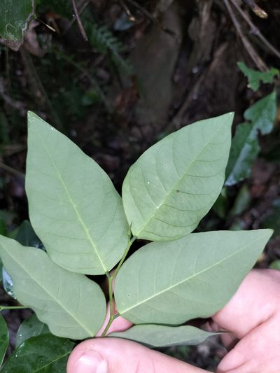 Breynia cernua, photographed by Matthew Borella