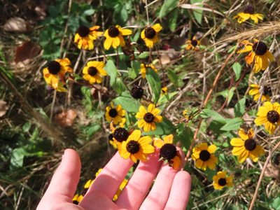 Rudbeckia triloba, photographed by Eric Schmidt