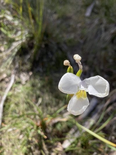 Diplarrena moraea, photographed by krumpianking
