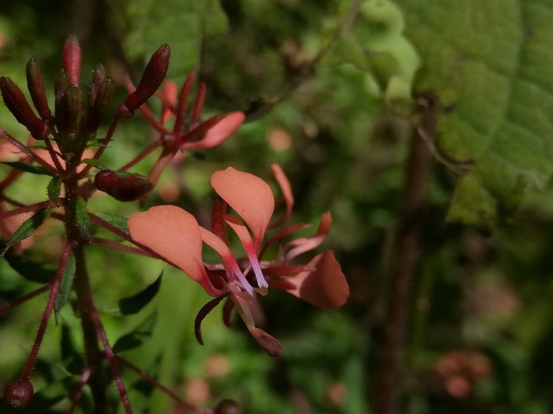 Lopezia racemosa, photographed by miguelm_b
