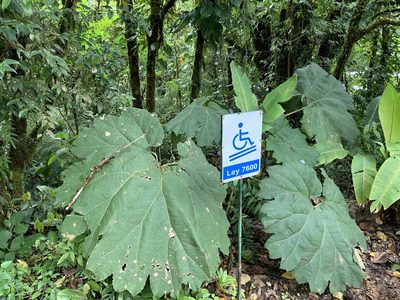 Gunnera insignis, photographed by Ashwin Srinivasan